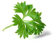 Parsley Powder, Extract, Concentrate, Plant Extract, Capsules, Juice Powder, Root Extract