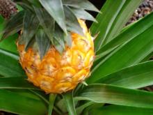 Pineapple Powder, Extract, Concentrate, Freeze Dried, Fruit Powder, Juice Powder, Juice Concentrate