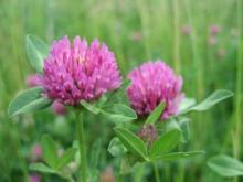 Red Clover Powder, Extract, Concentrate