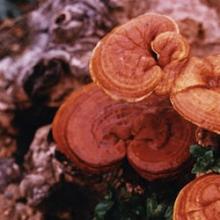 Reishi Powder, Extract, Concentrate, Plant Extract, Capsules