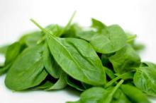 Spinach Powder, Extract, Concentrate, Freeze  Dried ,  Leaf  Powder