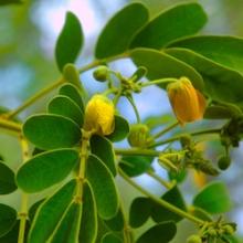 Senna Powder, Extract, Concentrate, Plant Extract, Capsules, Tablets
