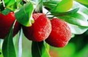 Yumberry Powder, Extract, Concentrate, Fruit Powder, Juice Powder