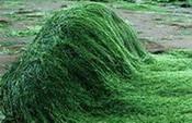  Spirulina   Powder ,  Extract , Concentrate, Organic, Capsules, Tablets