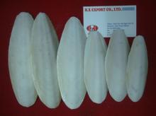 OFFER CUTTLEFISH BONE WITH THE BEST PRICE_ COMPETITIVE QUALITY