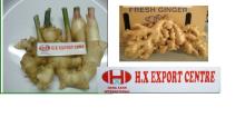 OFFER FRESH GINGER WITH THE BEST PRICE_ COMPETITIVE QUALITY