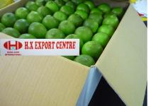 OFFER FRESH LIME WITH THE BEST PRICE_ COMPETITIVE QUALITY