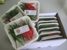 Fresh Red Chili/ Dried Chili/ Chili Powder
