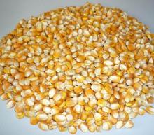 YELLOW CORN