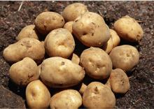 Supply Fresh Potato