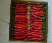 Fresh Red Chilli