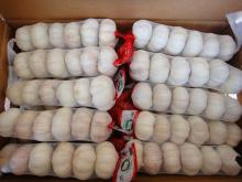 Chinese fresh garlic price