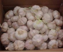 white garlic in 10kg carton