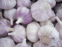 New crop fresh garlic from shandong
