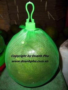 Grapefruit or  Pomelo  -  Vietnam 