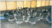 Ostrich chicks and Ostrich eggs
