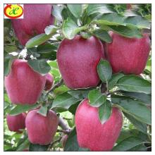 Fresh Huaniu apples of Only Origin