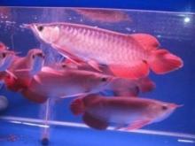 Arowana red fish