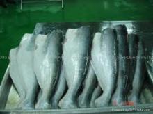 FROZEN  PANGASIUS  / BASA  HGT & JAW OFF FOR SALES WITH CHEAP PRICE AND HIGH QUALITY FROM SOBICO