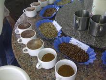Robusta Green Coffee Bean, Grade 1, Screen 18