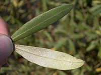 Supply Olive leaf extract& Oleuropein