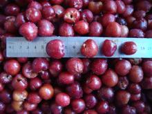  IQF   Cherry 