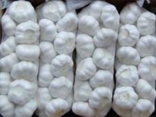  Pure  White Garlic