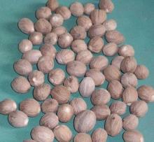 Nutmeg ABCD