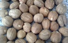 Nutmeg SS