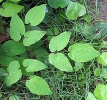 supply epimedium extract with icraiin