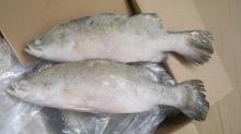  Barramundi   fillet s