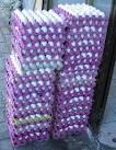 hatching turkey eggs and chicks