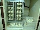 hatching ostrich eggs and chicks