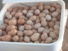 guinea fowl eggs and chicks