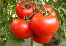Fresh Tomato