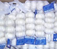  Snow   white   fresh   garlic 