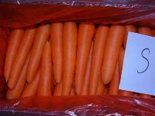 2013 Fresh Carrot Hot Selling