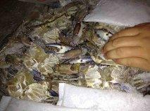  Frozen  crab