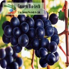 Grape seed P E