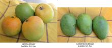 Fresh Mango