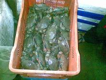 Live Mud Crab (m/f)