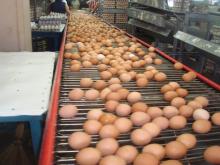 Fresh  Brown   Shell   Chicken   Eggs 