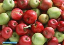FRESH APPLES