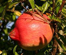 fresh pomegranate
