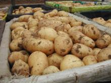 fresh potato