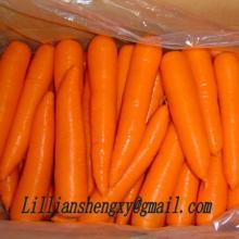 fresh carrot