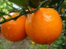 Naval  Valencia  Orange