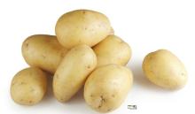 Fresh Potato Buyer/ Potato Price