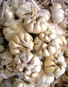 Chinese Pure White Garlic Export