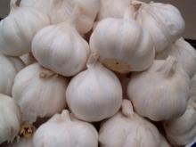 Pure White Fresh Garlic